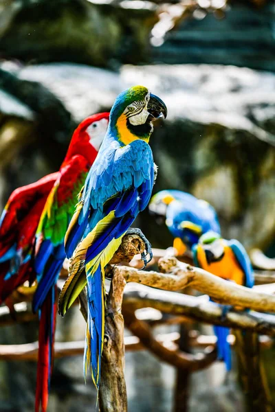 Macaw Fugl Thai Thailand – stockfoto