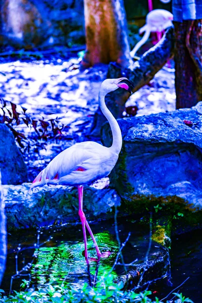 Flamingos Πουλί Στην Ταϊλάνδη Ταϊλάνδη — Φωτογραφία Αρχείου