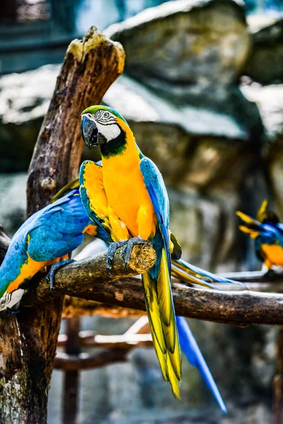 Macaw Bird Thai Ταϊλάνδη — Φωτογραφία Αρχείου