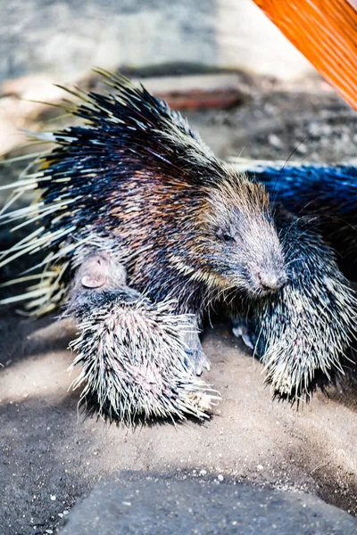 Porcupine Dans Zoo Thaïlande — Photo