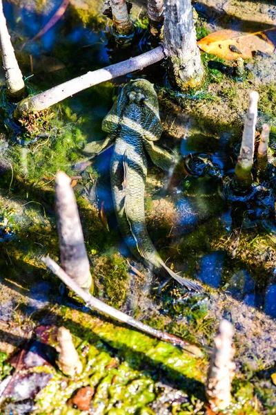 Mudskipper Pesce Con Foresta Mangrovie Thailandia — Foto Stock