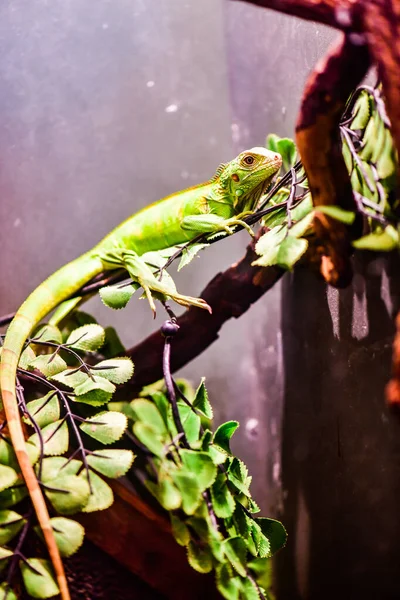 Iguana Verde Árvore Tailândia — Fotografia de Stock