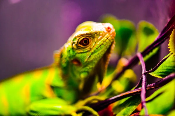 Iguana Verde Árbol Tailandia —  Fotos de Stock