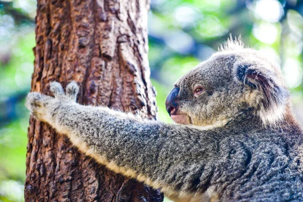 Koala Ağaçta Tayland — Stok fotoğraf