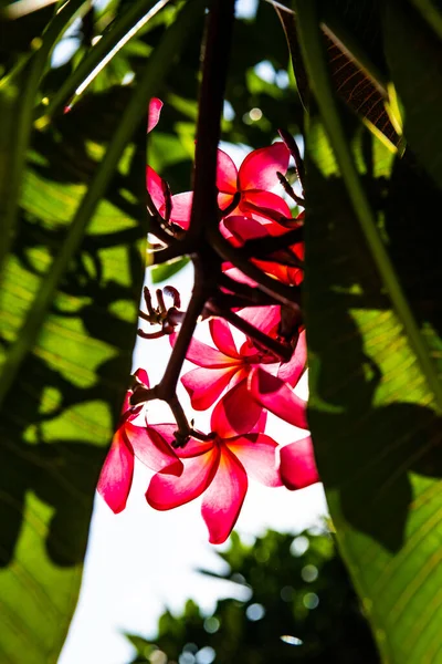 Frangipani Flowers Leaf Thailand — Stock Photo, Image