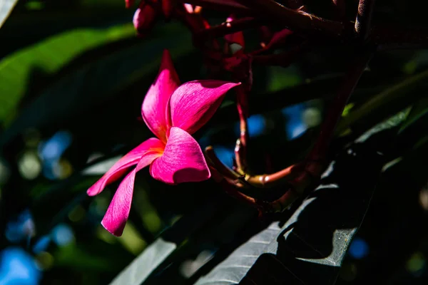 Frangipani Kwiaty Liściem Tajlandia — Zdjęcie stockowe