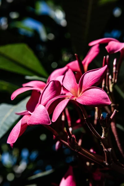 Λουλούδια Frangipani Φύλλα Ταϊλάνδη — Φωτογραφία Αρχείου