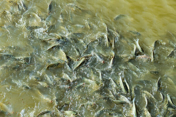 Fish in the water, Thailand.