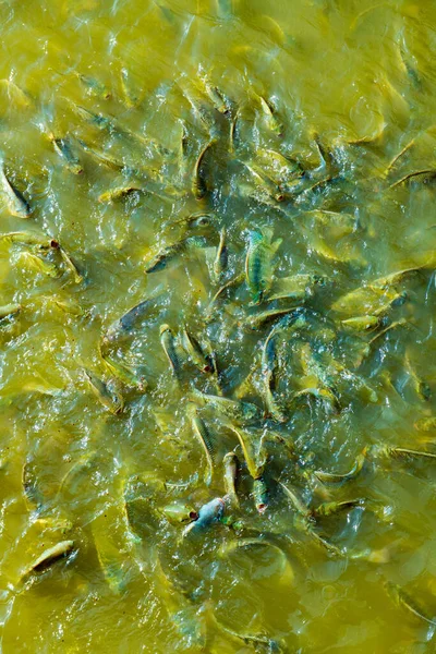 Fisch Wasser Thailand — Stockfoto