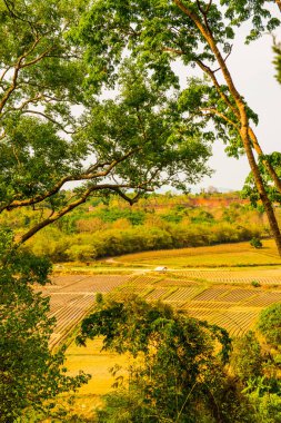 Chiang Rai, Tayland 'daki Mae Khachan manzarası.