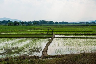 Tayland 'da pirinç tarlası.