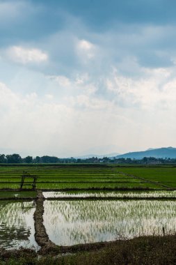 Tayland 'da pirinç tarlası.