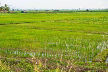 Tayland 'da pirinç tarlası.