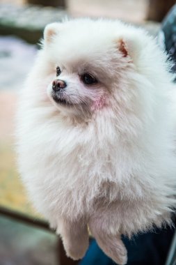 Beyaz Pomeranya portresi, Tayland.