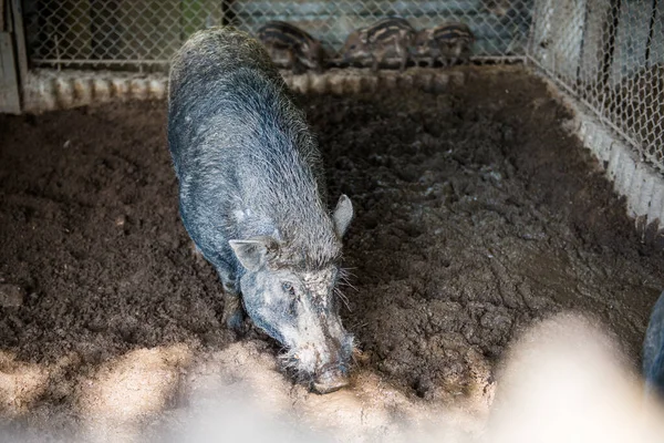 泰国农场的野猪 — 图库照片