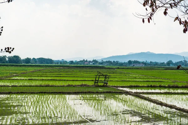 Riz Dans Pays Thaïlande — Photo