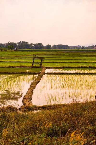 Рисове Поле Країні Таїланд — стокове фото