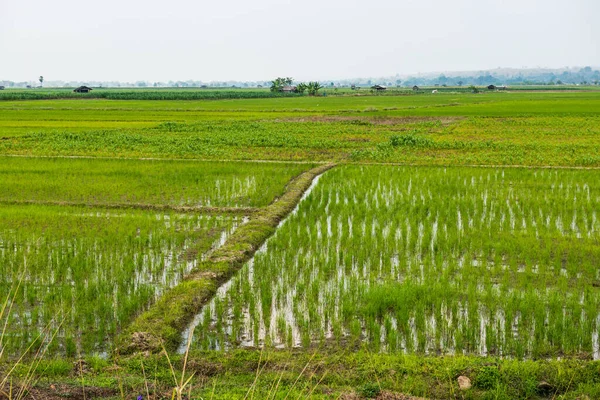 stock image Rice field in the country, Thailand.