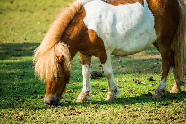 Koń Karłowaty Zielonej Trawie Tajlandia — Zdjęcie stockowe