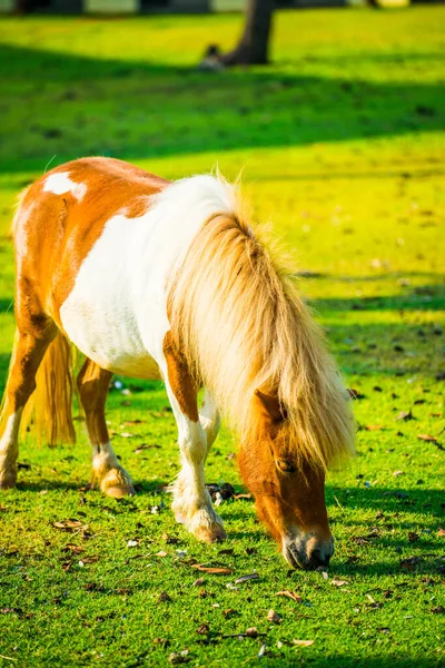 stock image Dwarf horse on green  grass, Thailand.