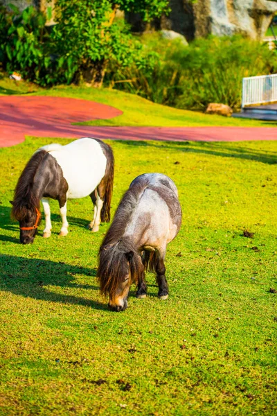 Cavalos Anões Grama Verde Tailândia — Fotografia de Stock