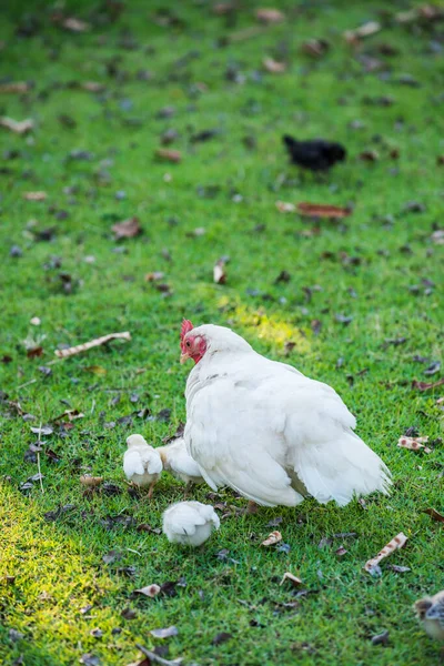 Chicken Chicks Grass Yard Thailand — Stock Photo, Image