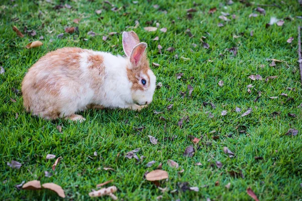 Кролик Траві Таїланд — стокове фото