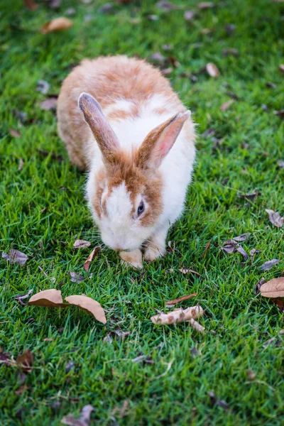 Rabbit Grass Yard Thailand — Stock Photo, Image