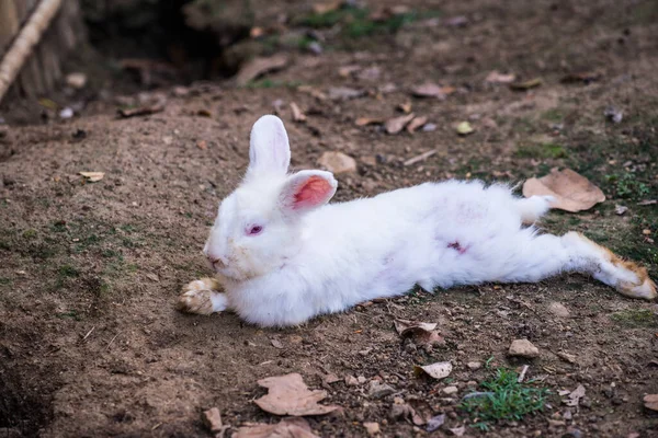 地上のウサギ — ストック写真
