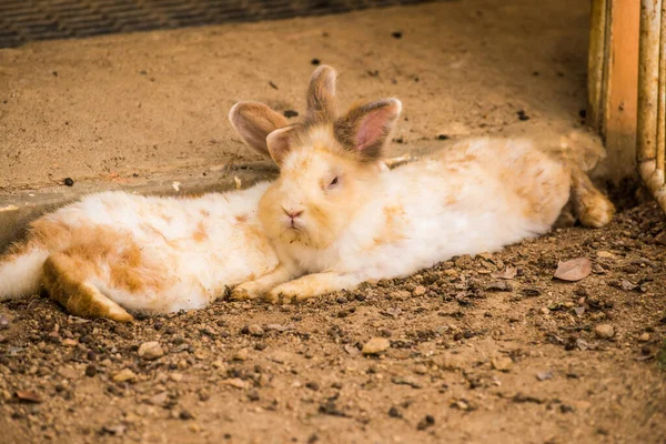 地上のウサギ — ストック写真