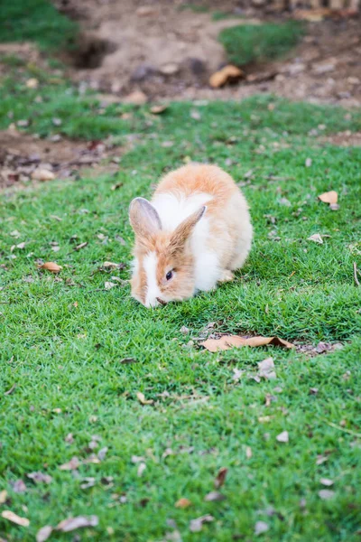 Tayland Çimlerin Üzerinde Tavşan — Stok fotoğraf