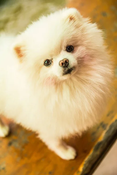 Retrato Pomeranian Branco Tailândia — Fotografia de Stock