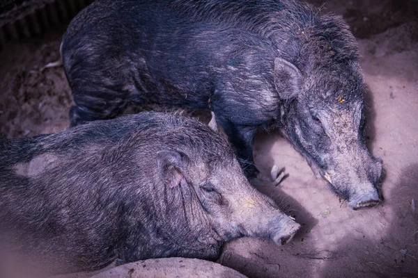 泰国农场的野猪 — 图库照片