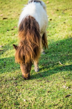 Tayland 'da yeşil çimlerin üzerinde cüce at.