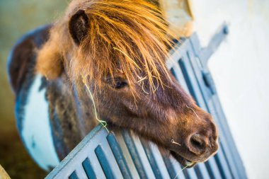 Tayland 'ın cüce atının yüzü.