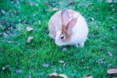 Tayland 'da çimlerin üzerinde tavşan.
