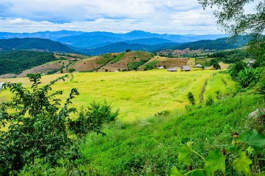 Pa Bong Piang Rice Terraces at Chiang Mai Province, Thailand.