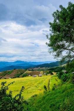 Pa Bong Piang Rice Terraces at Chiang Mai Province, Thailand.