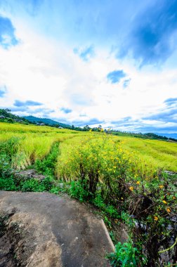 Pa Bong Piang Rice Terraces at Chiang Mai Province, Thailand.