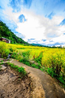 Pa Bong Piang Rice Terraces at Chiang Mai Province, Thailand.