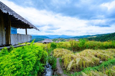 Pa Bong Piang Rice Terraces at Chiang Mai Province, Thailand.