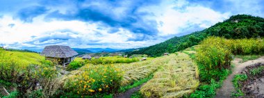 Panorama View of Pa Bong Piang Rice Terraces at Chiang Mai Province, Thailand.