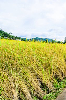 Pa Bong Piang Rice Terraces at Chiang Mai Province, Thailand.