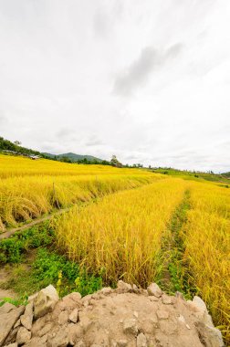Pa Bong Piang Rice Terraces at Chiang Mai Province, Thailand.