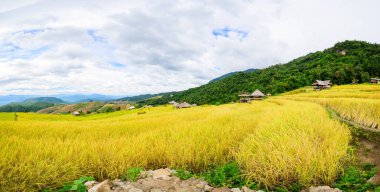 Panorama View of Pa Bong Piang Rice Terraces at Chiang Mai Province, Thailand.