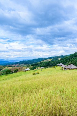 Pa Bong Piang Rice Terraces at Chiang Mai Province, Thailand.