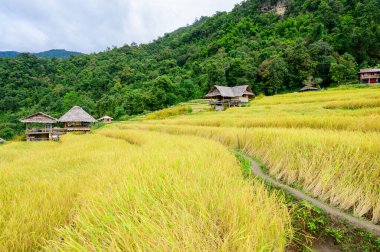 Pa Bong Piang Rice Terraces at Chiang Mai Province, Thailand.