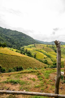 Pa Bong Piang Rice Terraces at Chiang Mai Province, Thailand.