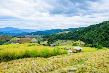 Pa Bong Piang Rice Terraces at Chiang Mai Province, Thailand.