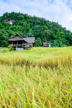 Pa Bong Piang Rice Terraces at Chiang Mai Province, Thailand.